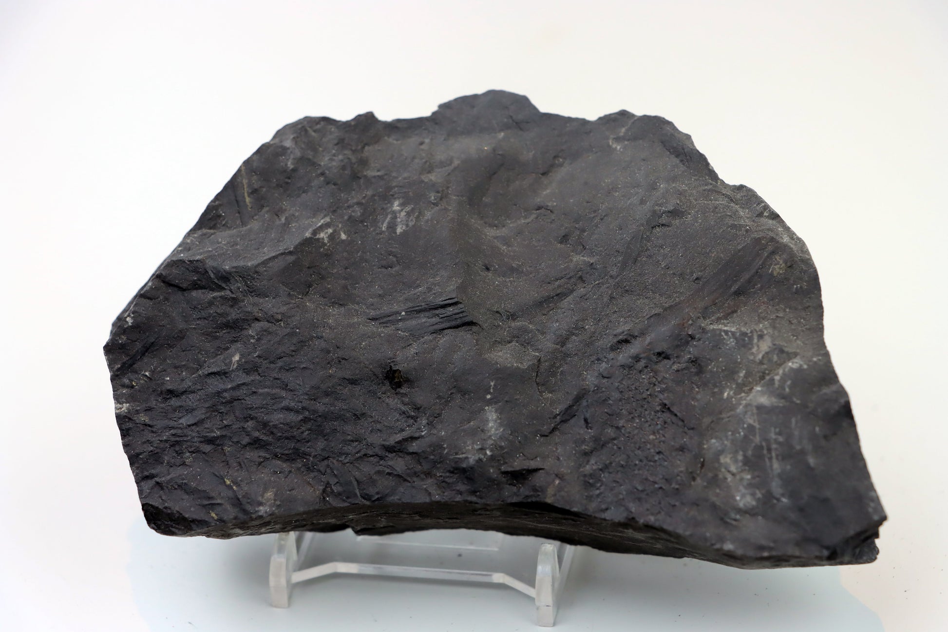 Lepidophloios laricinus s pyritem - Supreme Panthers