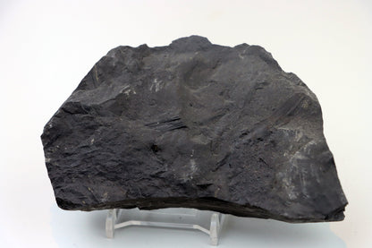 Lepidophloios laricinus s pyritem - Supreme Panthers