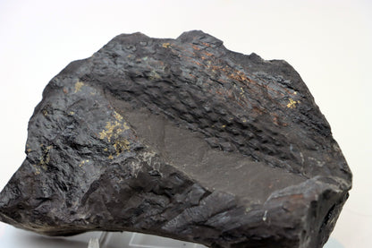 Lepidophloios laricinus s pyritem - Supreme Panthers