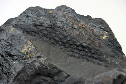 Lepidophloios laricinus s pyritem - Supreme Panthers