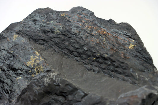 Lepidophloios laricinus s pyritem - Supreme Panthers