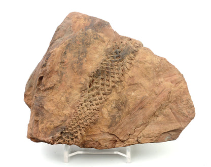 Lepidophloios laricinus v lupku - Supreme Panthers