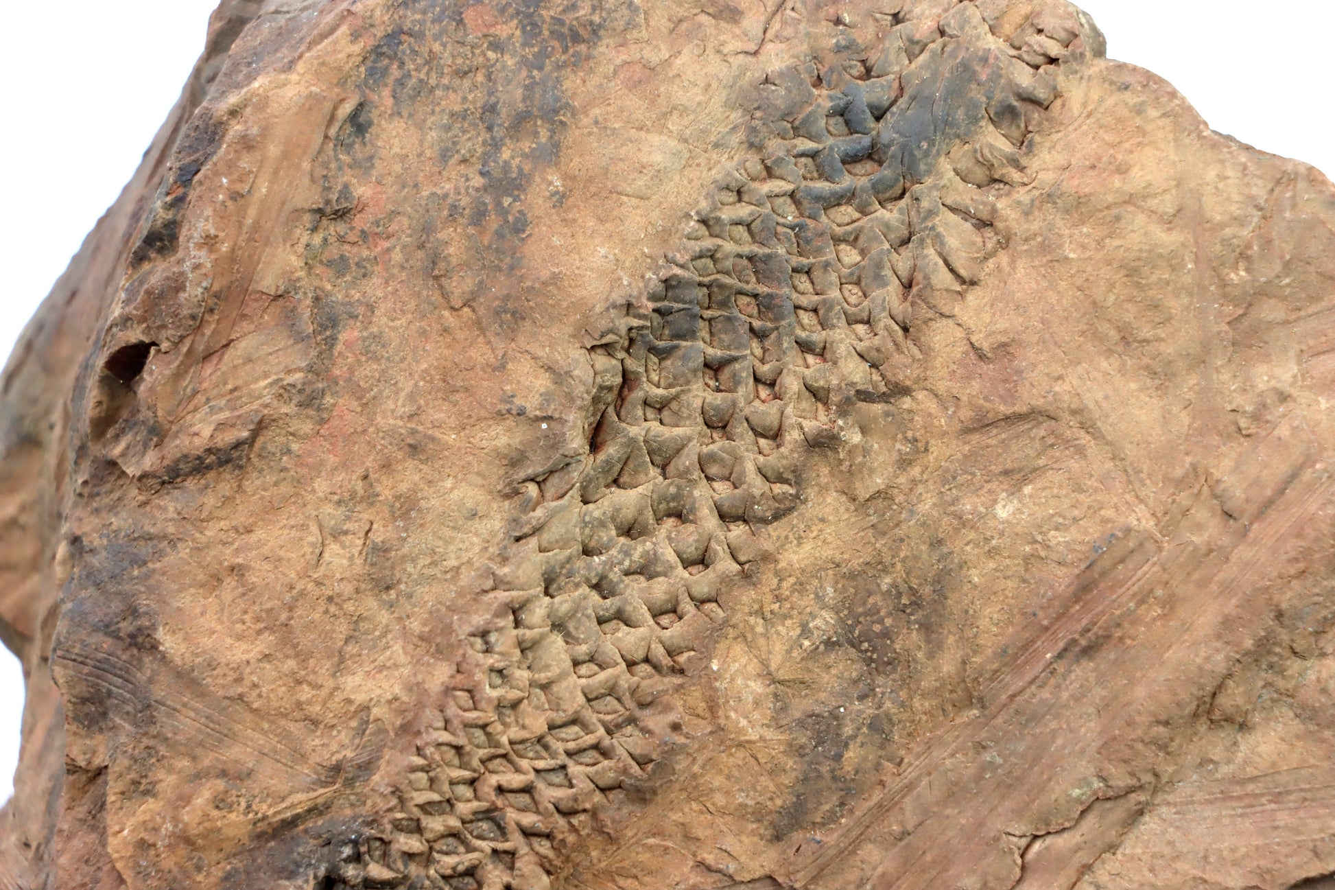 Lepidophloios laricinus v lupku - Supreme Panthers