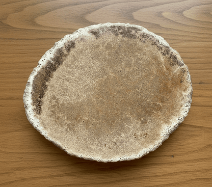 Leštěná zkřemenělá druhohorní kapradina - Supreme Panthers