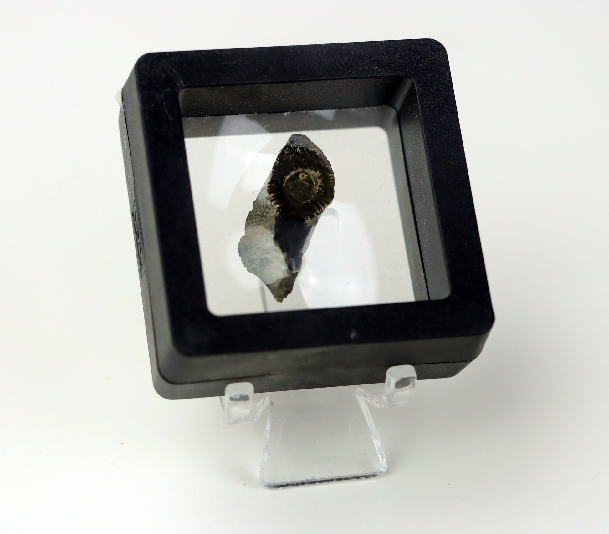 Lilijice článek porostlý korálem deskatým leštěno - Supreme Panthers