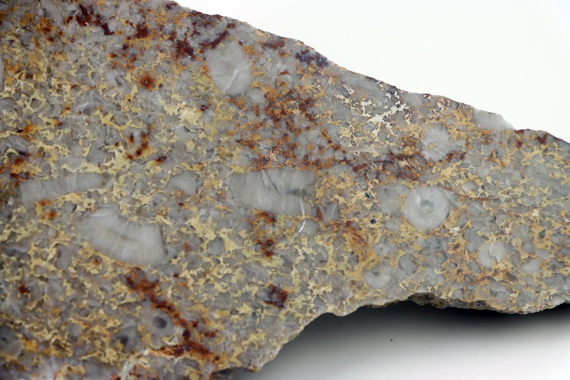 Lilijicová louka ve vápenci leštěné - Supreme Panthers