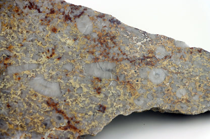 Lilijicová louka ve vápenci leštěné - Supreme Panthers