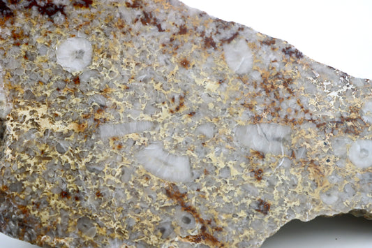 Lilijicová louka ve vápenci leštěné - Supreme Panthers