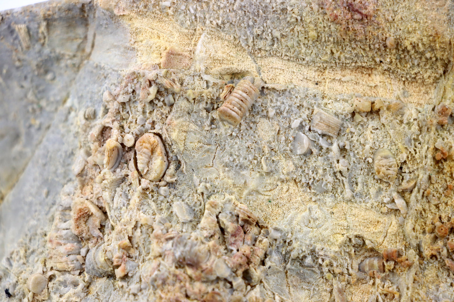 Lilijicová louka ve vilémovickém vápenci - Supreme Panthers