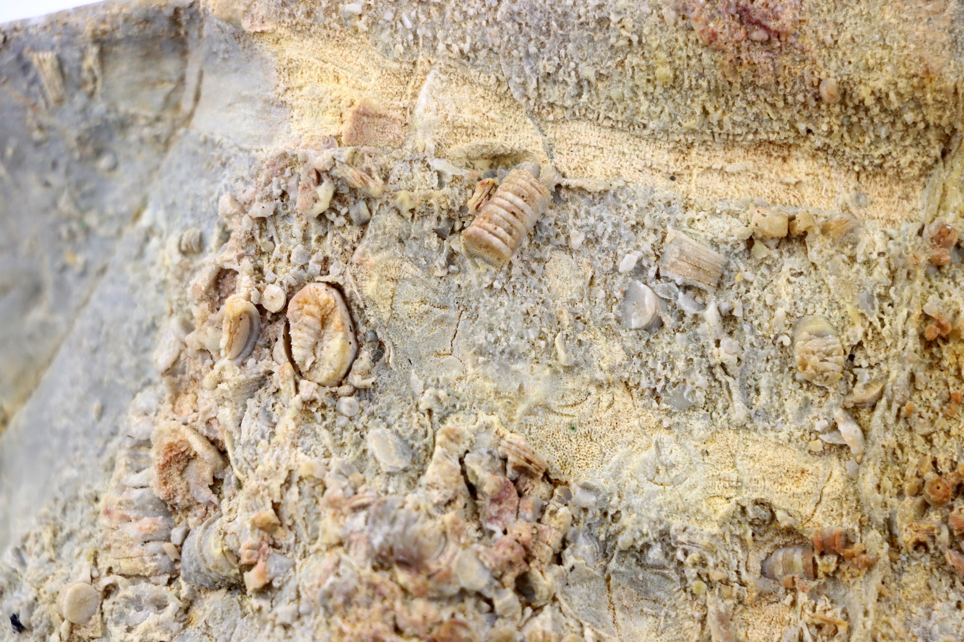 Lilijicová louka ve vilémovickém vápenci - Supreme Panthers