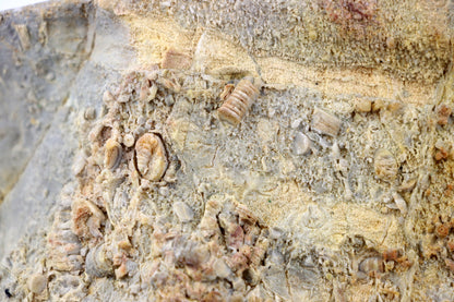 Lilijicová louka ve vilémovickém vápenci - Supreme Panthers