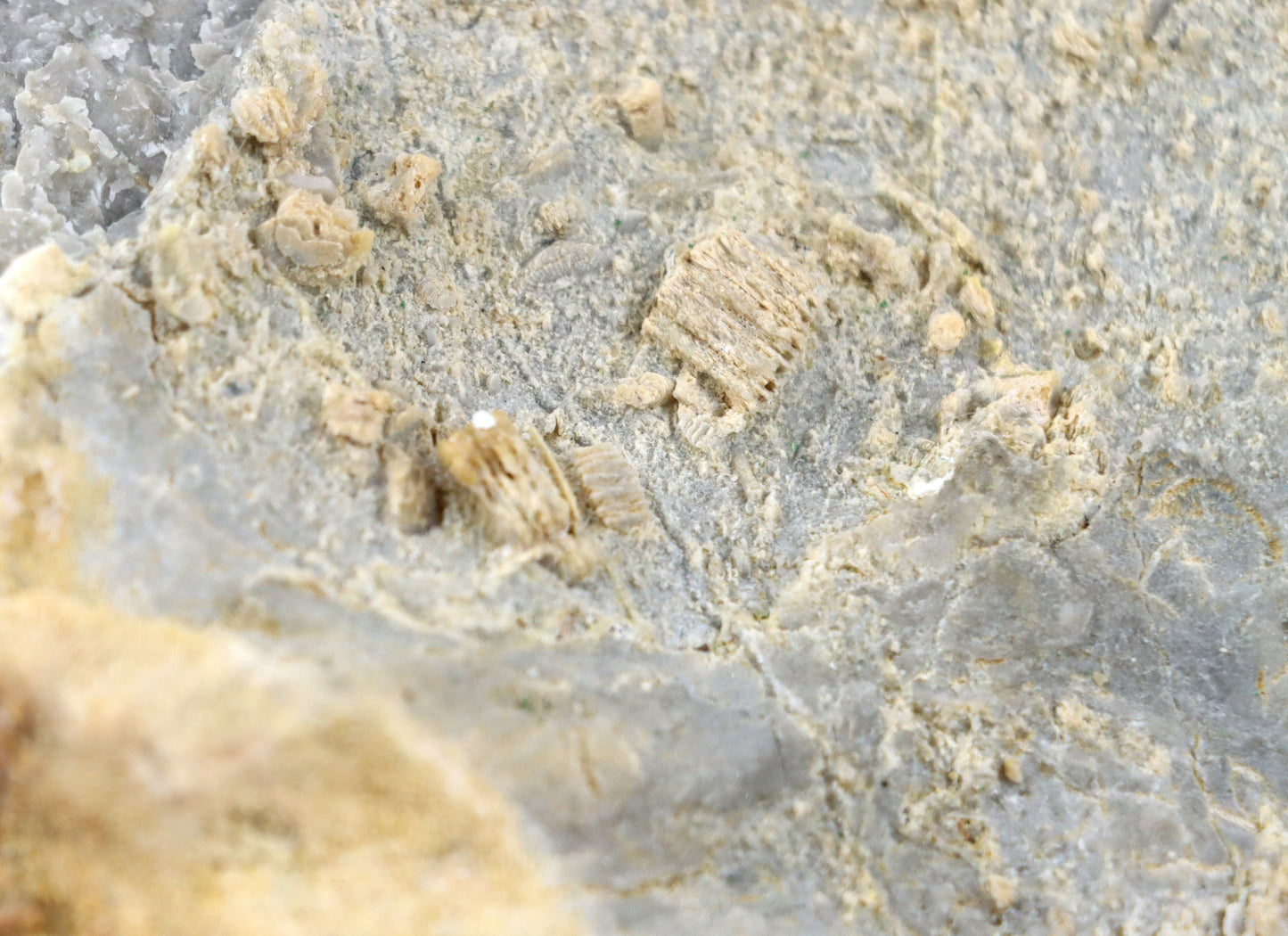 Lilijicová louka ve vilémovickém vápenci - Supreme Panthers