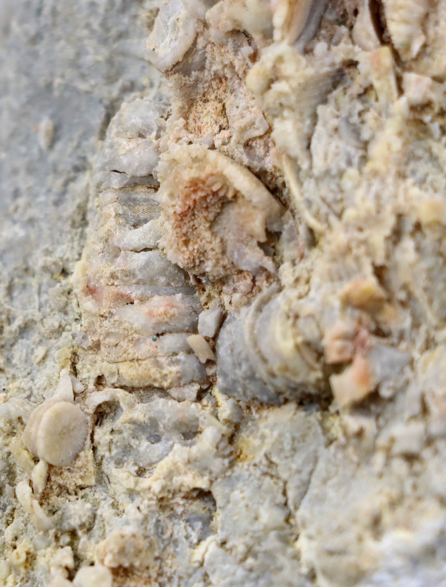 Lilijicová louka ve vilémovickém vápenci - Supreme Panthers