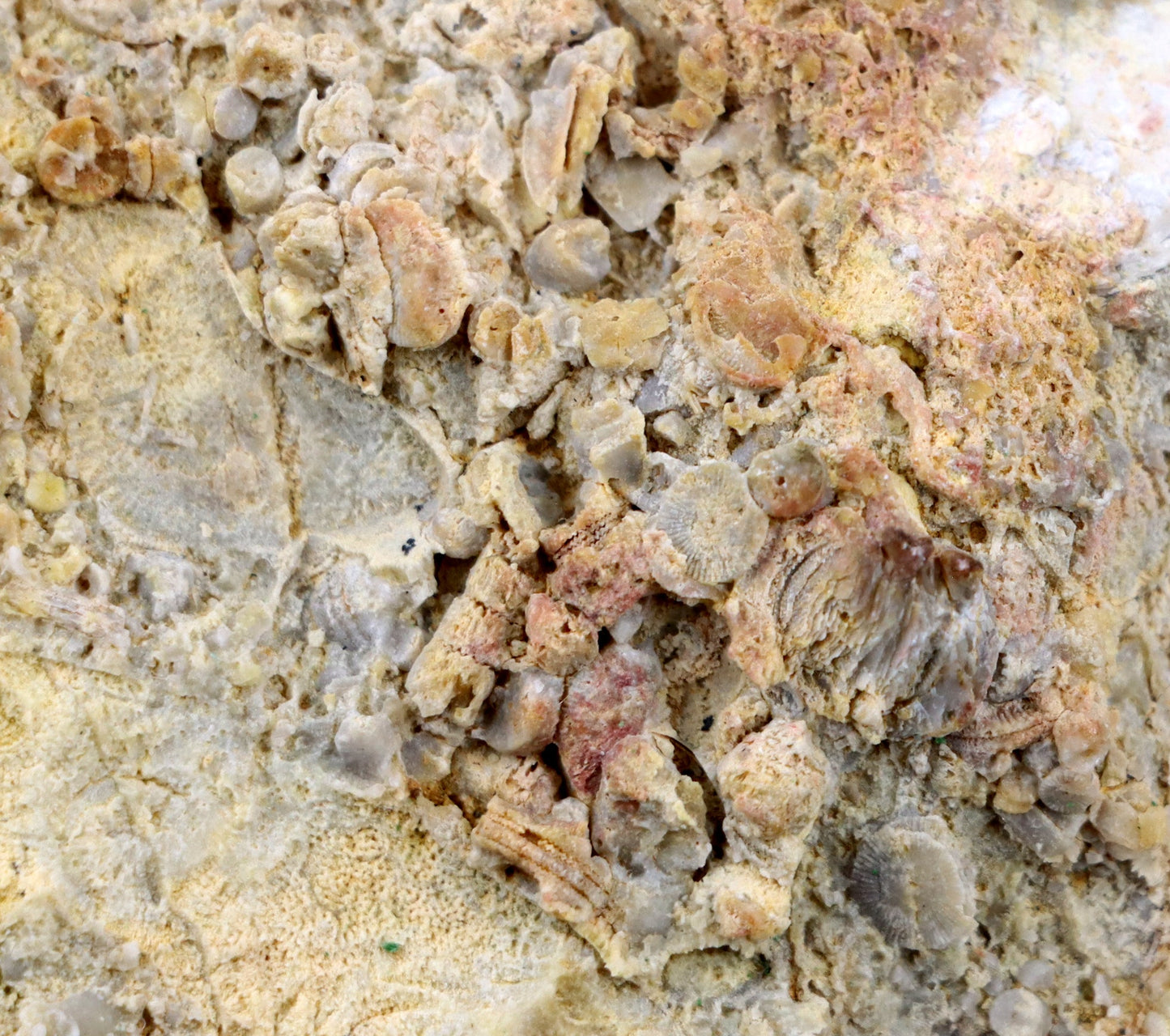 Lilijicová louka ve vilémovickém vápenci - Supreme Panthers