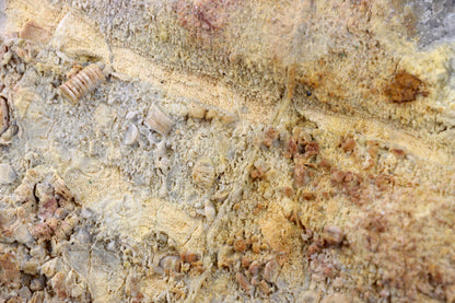 Lilijicová louka ve vilémovickém vápenci - Supreme Panthers