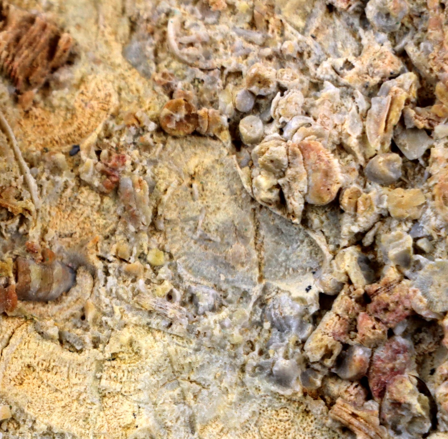 Lilijicová louka ve vilémovickém vápenci - Supreme Panthers