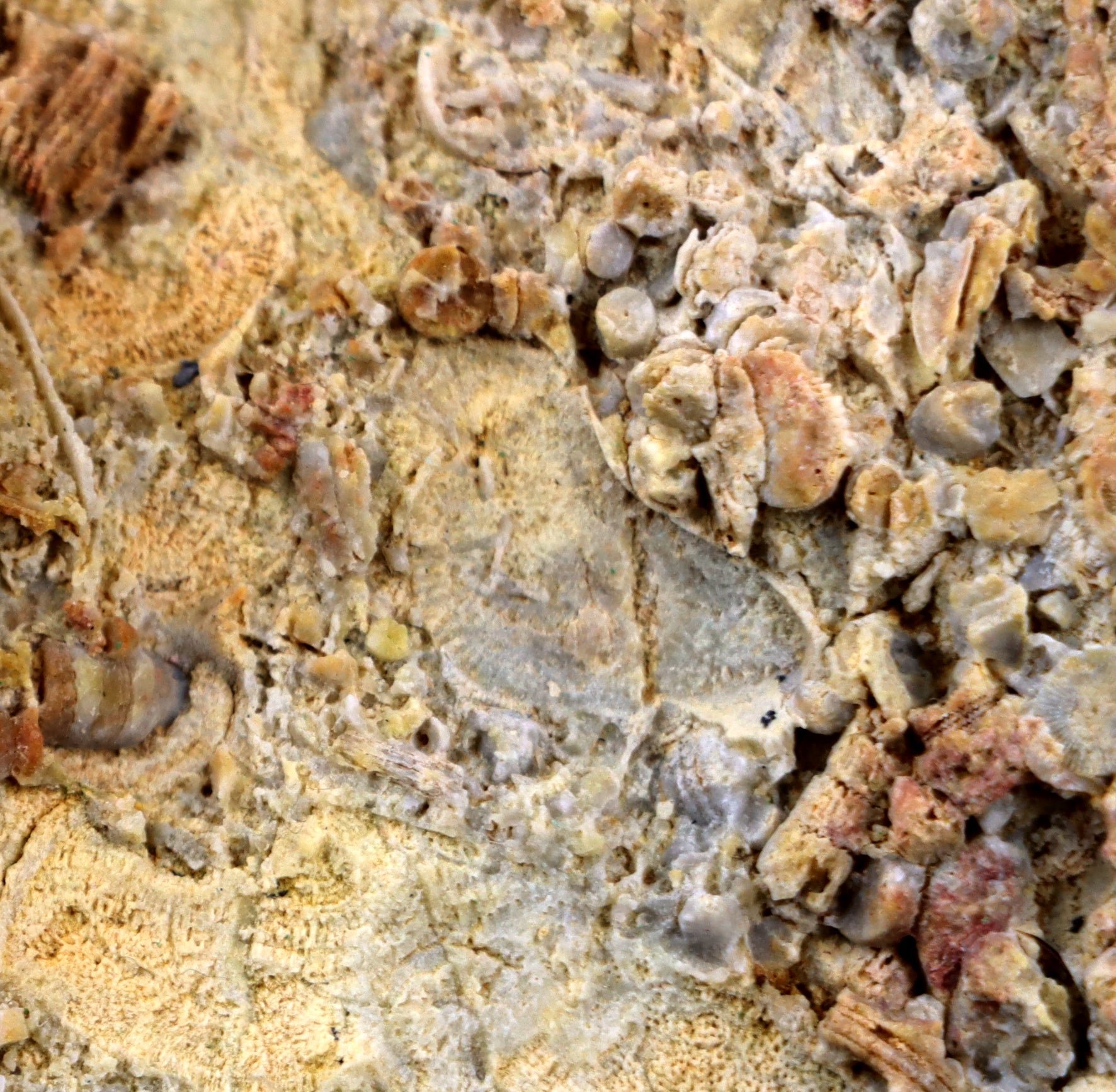 Lilijicová louka ve vilémovickém vápenci - Supreme Panthers