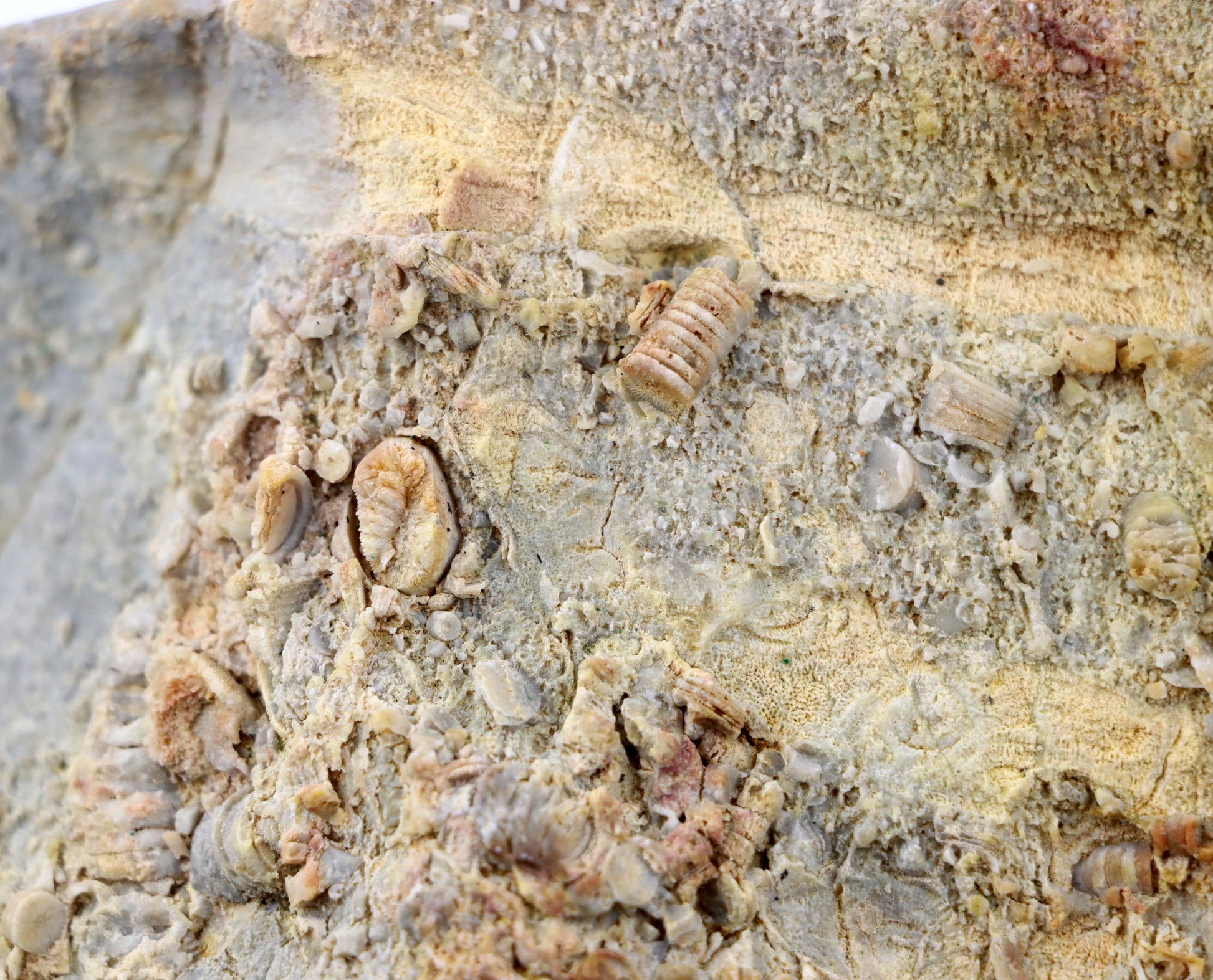 Lilijicová louka ve vilémovickém vápenci - Supreme Panthers