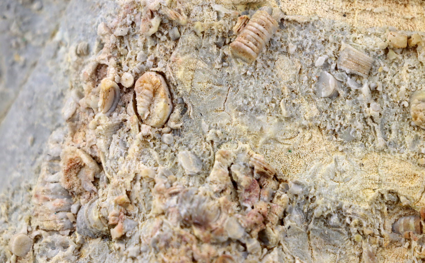 Lilijicová louka ve vilémovickém vápenci - Supreme Panthers