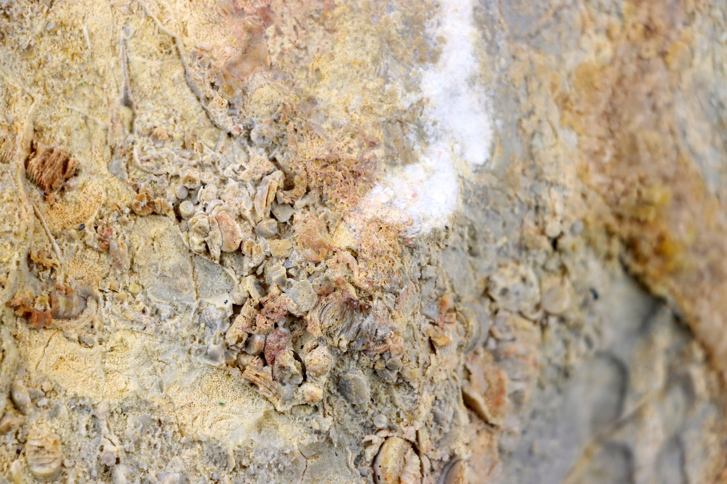 Lilijicová louka ve vilémovickém vápenci - Supreme Panthers