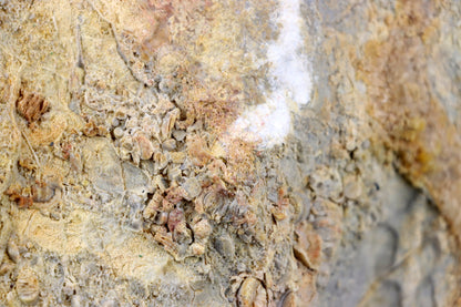 Lilijicová louka ve vilémovickém vápenci - Supreme Panthers