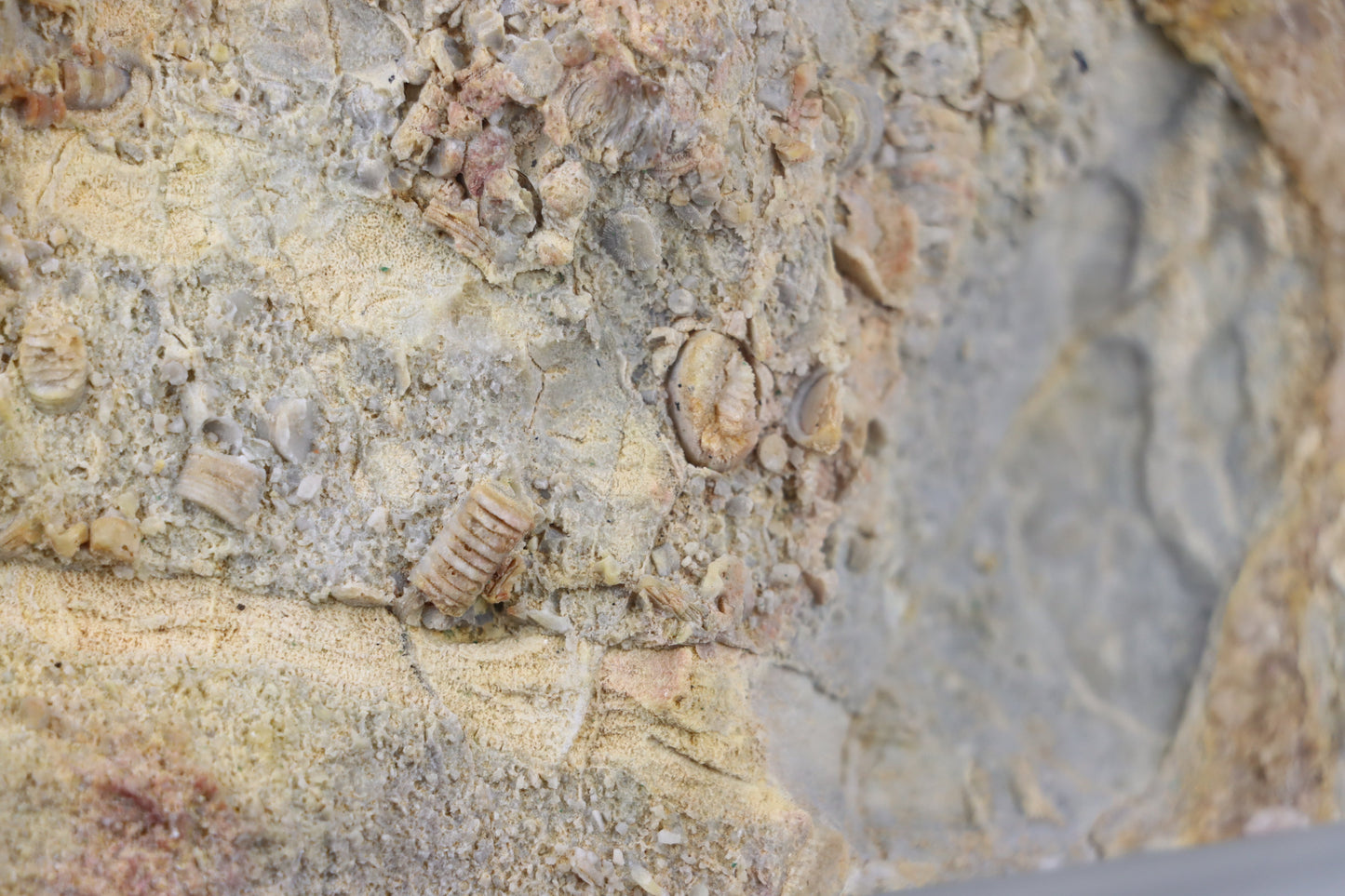 Lilijicová louka ve vilémovickém vápenci - Supreme Panthers