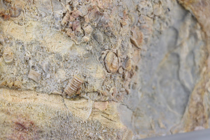 Lilijicová louka ve vilémovickém vápenci - Supreme Panthers