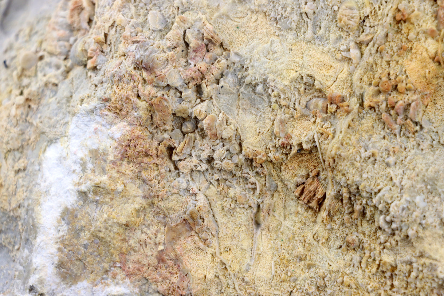 Lilijicová louka ve vilémovickém vápenci - Supreme Panthers