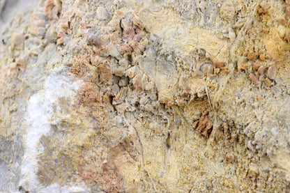 Lilijicová louka ve vilémovickém vápenci - Supreme Panthers