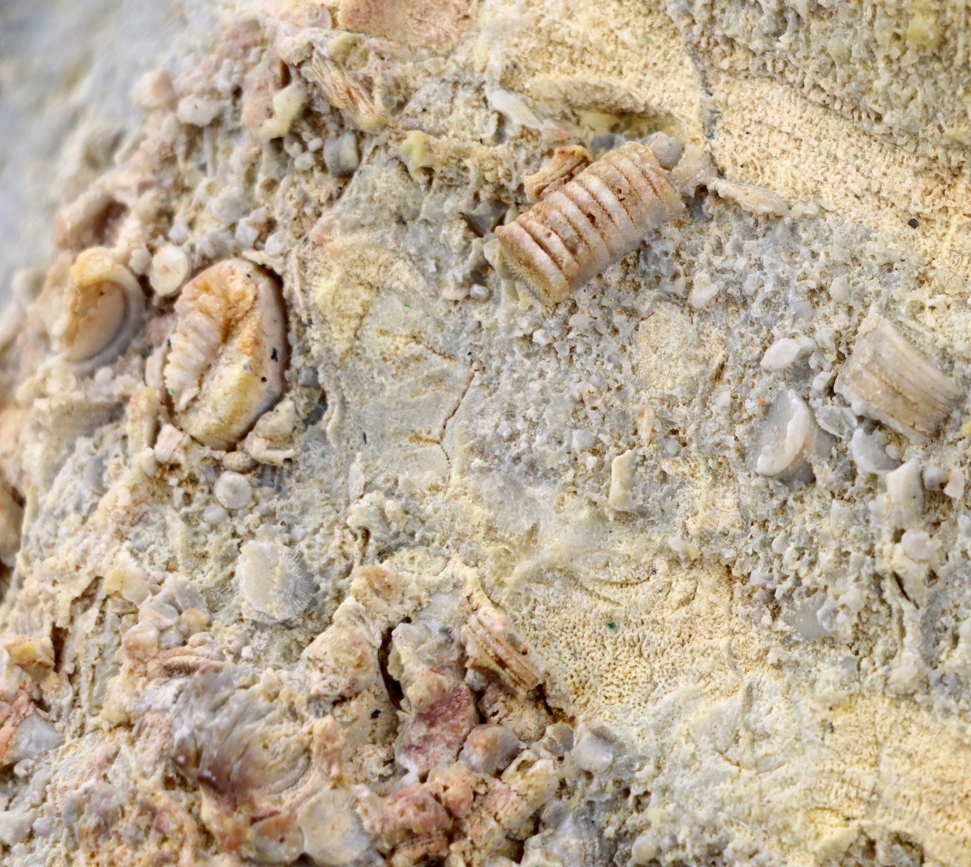 Lilijicová louka ve vilémovickém vápenci - Supreme Panthers