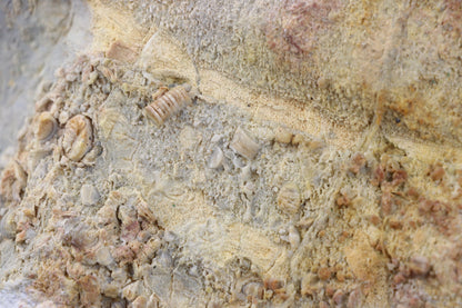 Lilijicová louka ve vilémovickém vápenci - Supreme Panthers