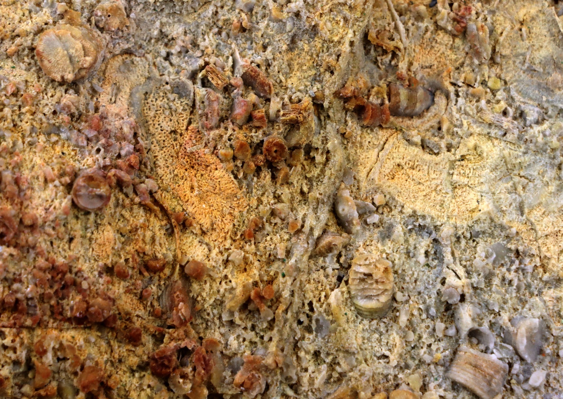 Lilijicová louka ve vilémovickém vápenci - Supreme Panthers