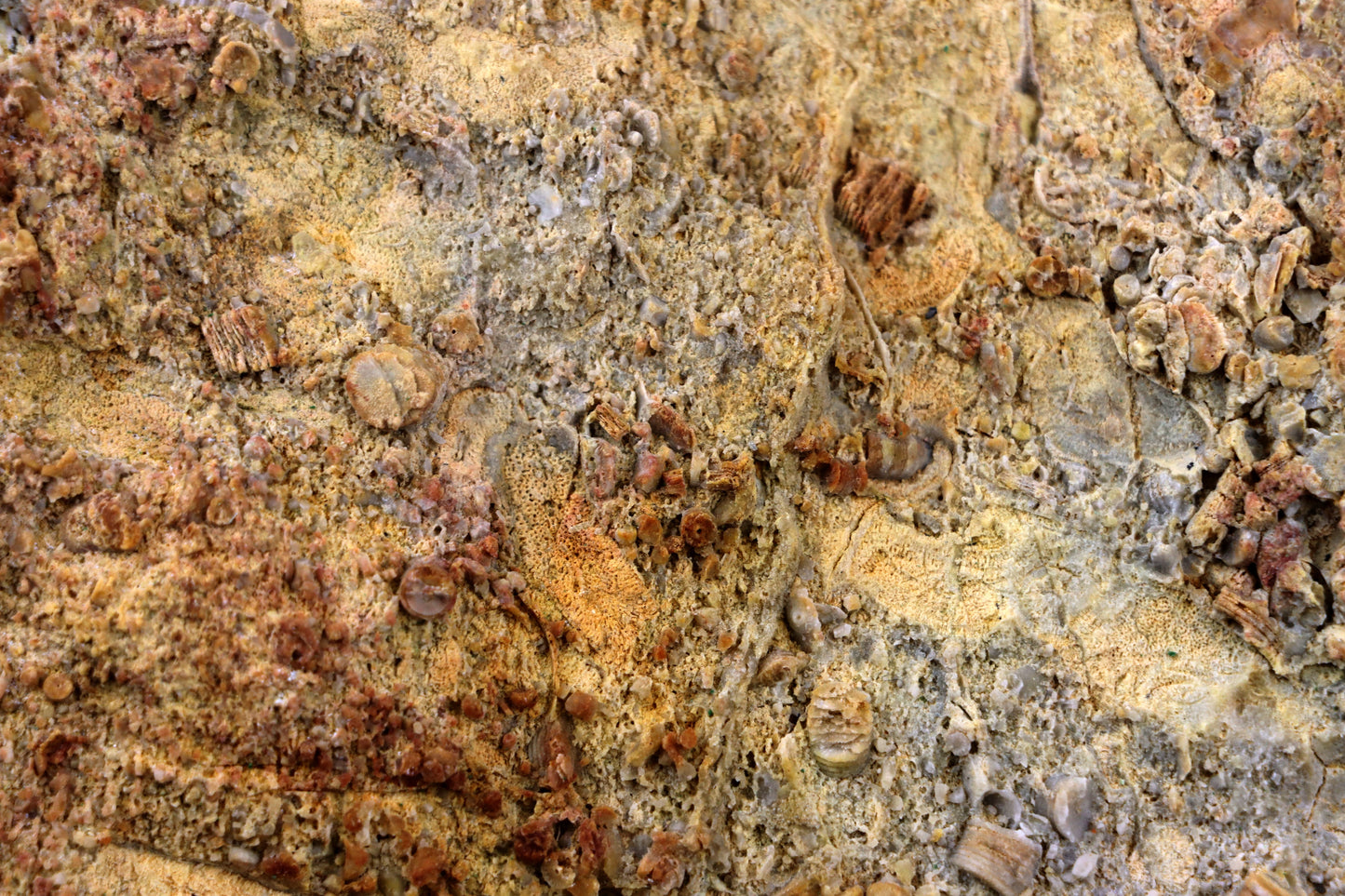 Lilijicová louka ve vilémovickém vápenci - Supreme Panthers