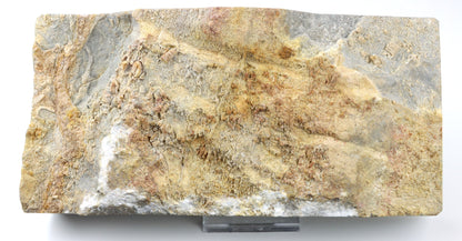 Lilijicová louka ve vilémovickém vápenci - Supreme Panthers