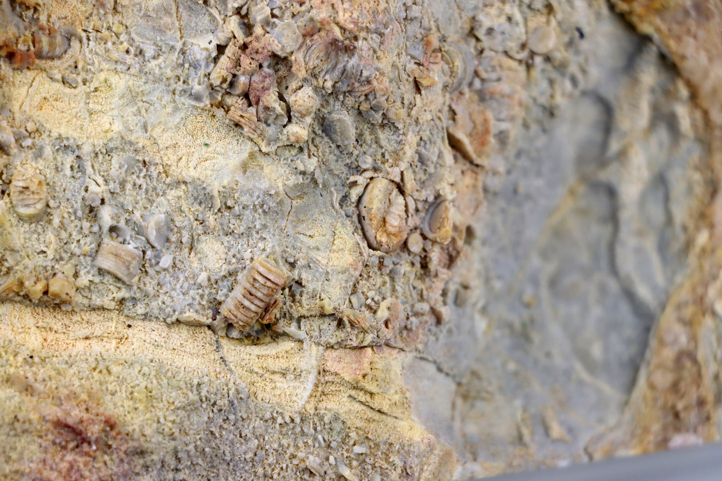 Lilijicová louka ve vilémovickém vápenci - Supreme Panthers