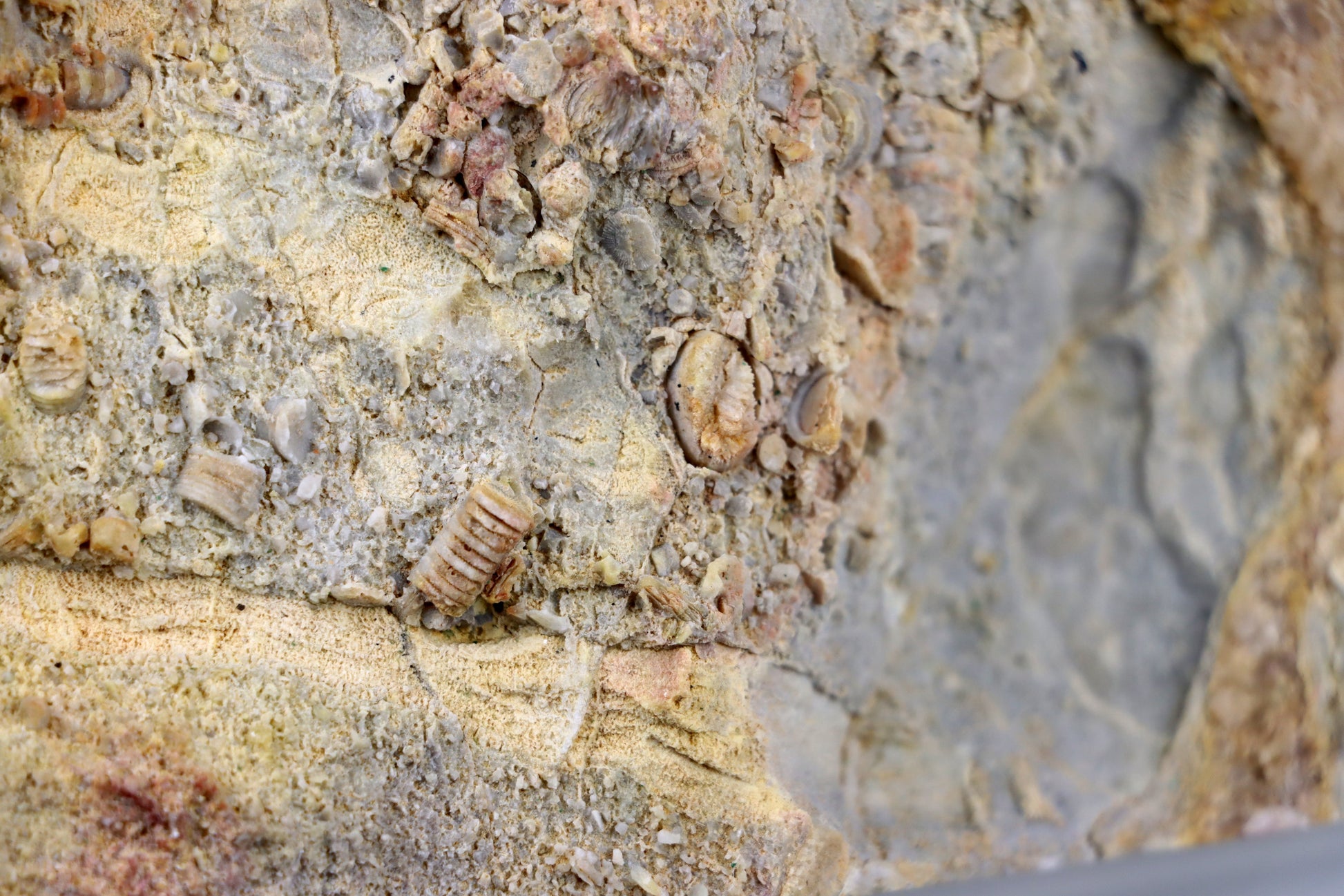 Lilijicová louka ve vilémovickém vápenci - Supreme Panthers