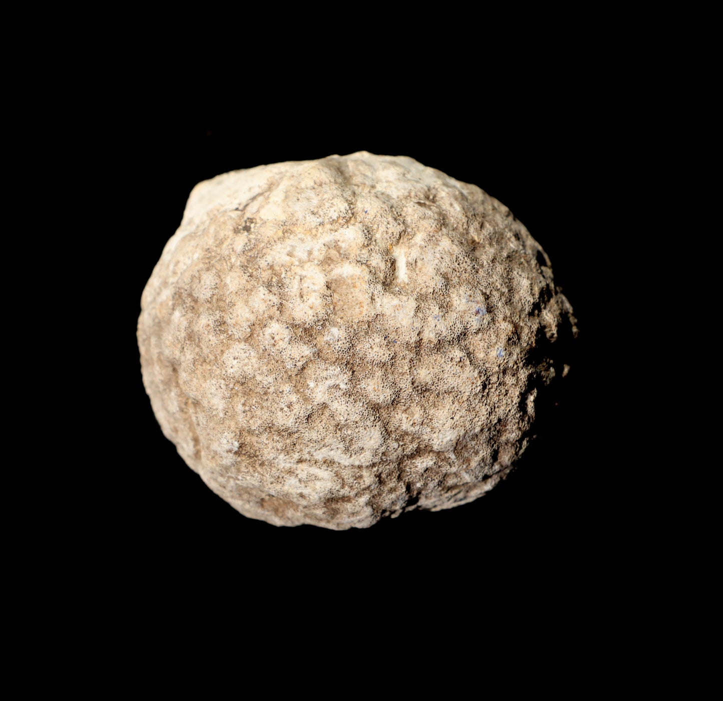 Mechovka - Supreme Panthers