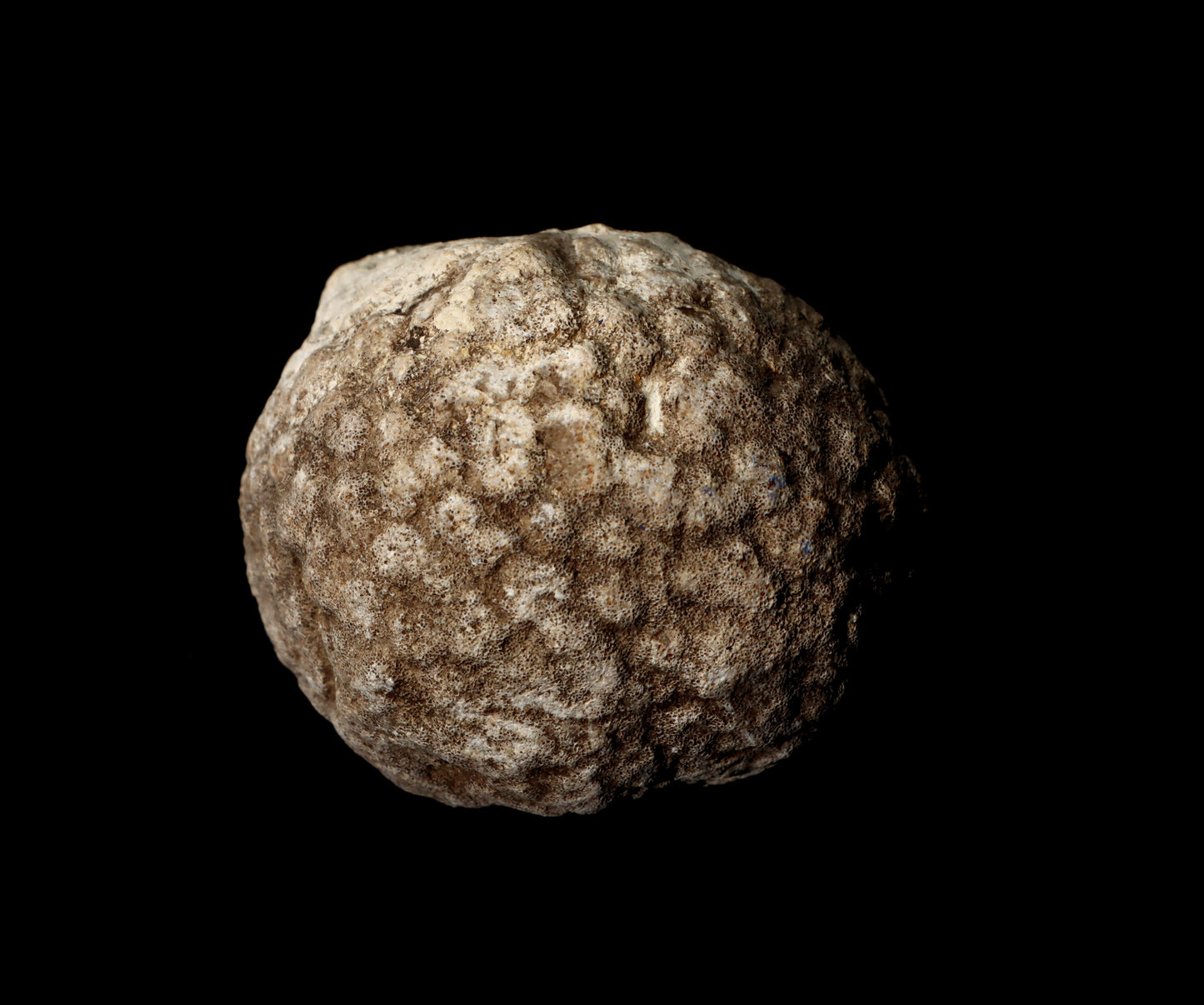 Mechovka - Supreme Panthers