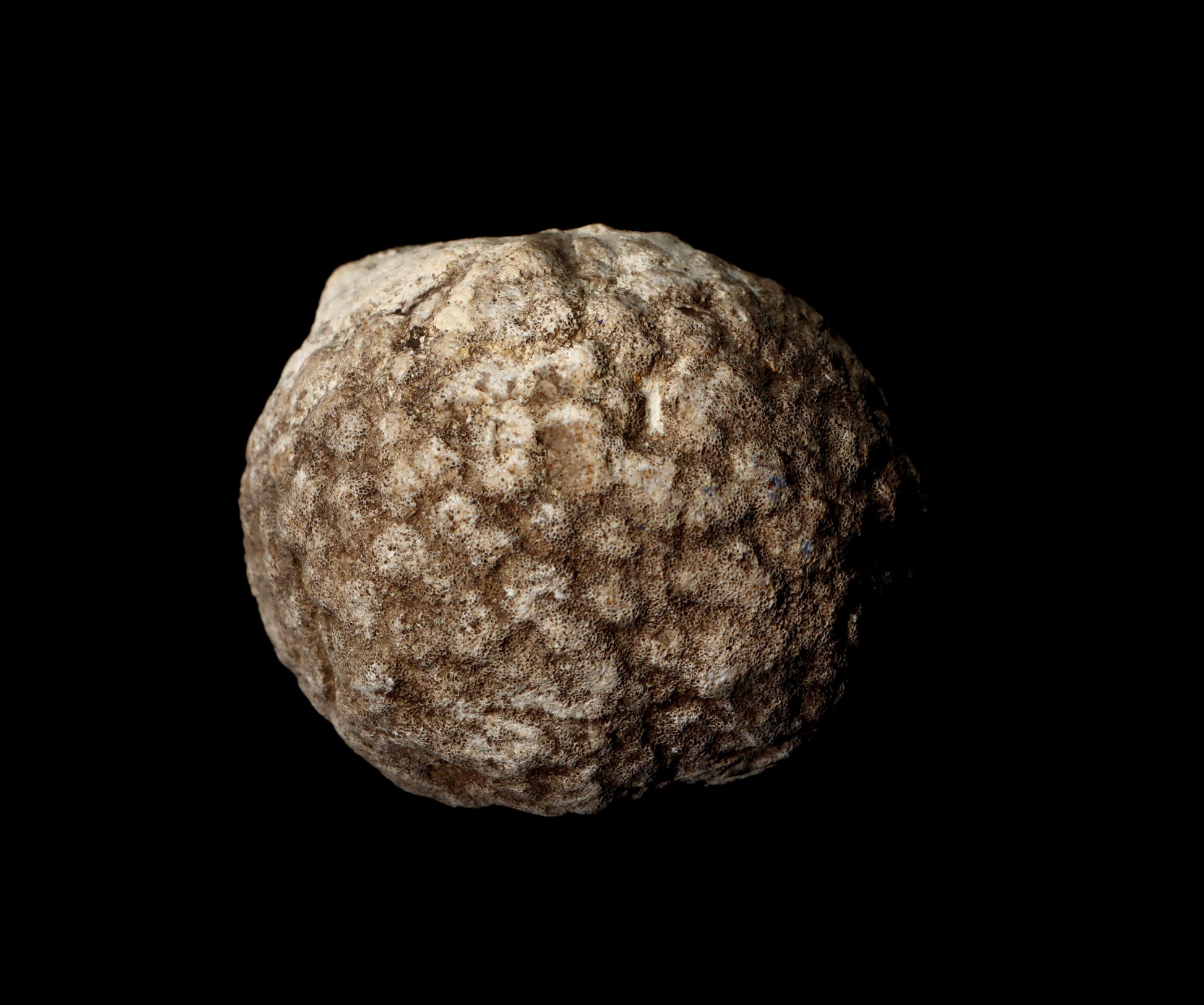 Mechovka - Supreme Panthers