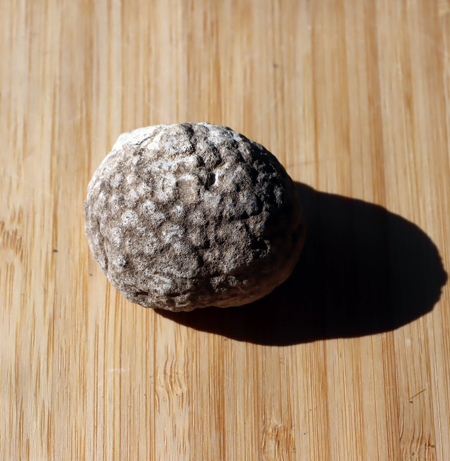 Mechovka - Supreme Panthers