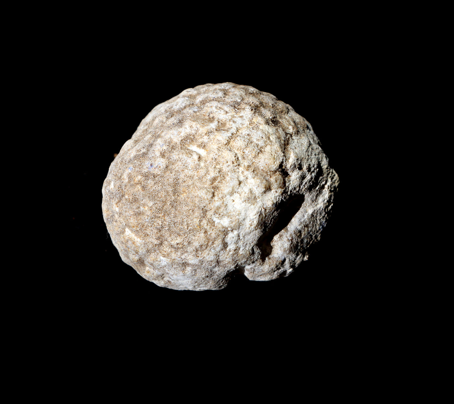 Mechovka - Supreme Panthers