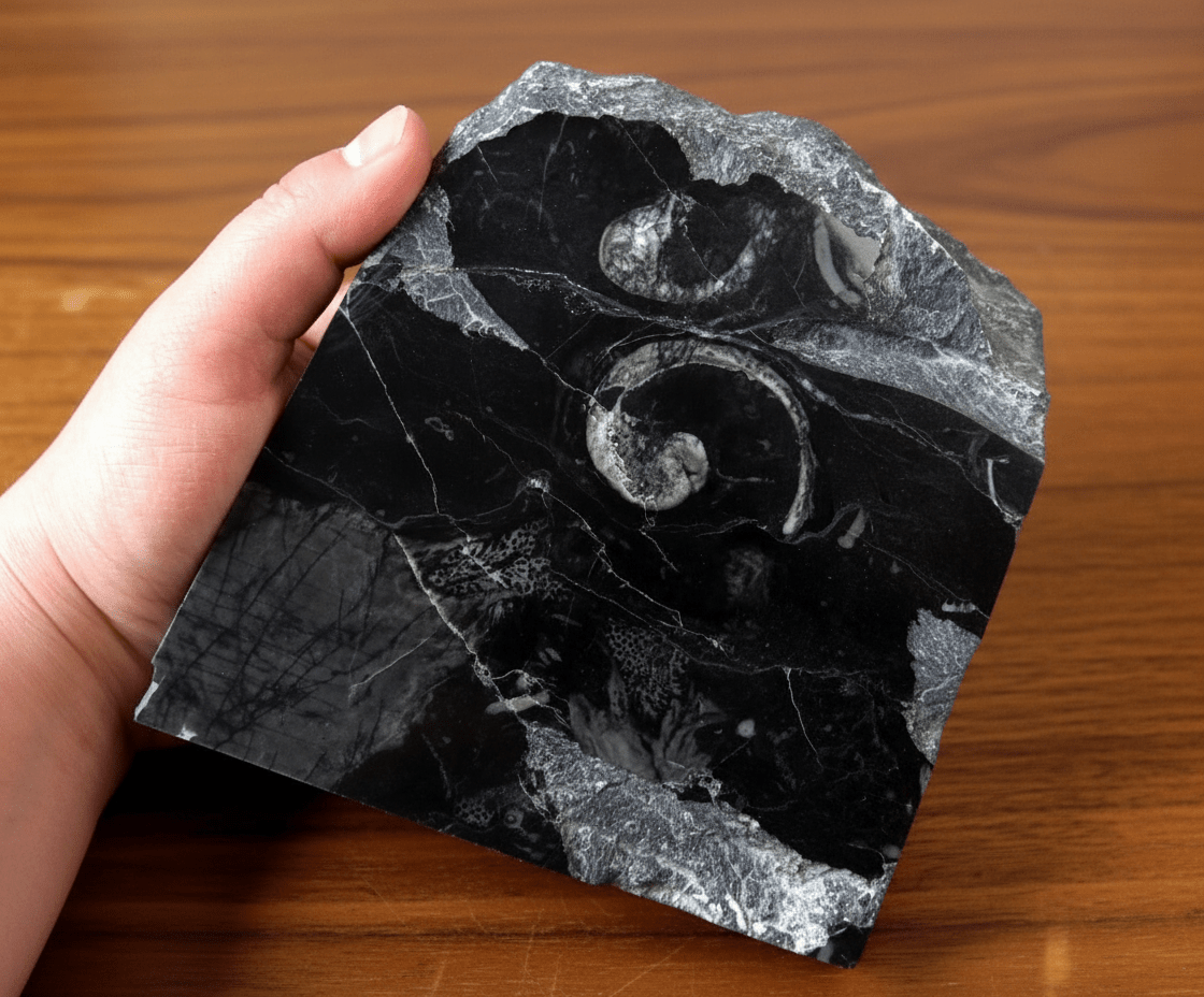 Monument s lasturou svinutého plže - Supreme Panthers