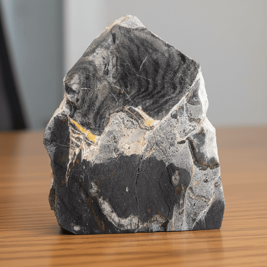 Monument z tabulátních korálů - Supreme Panthers