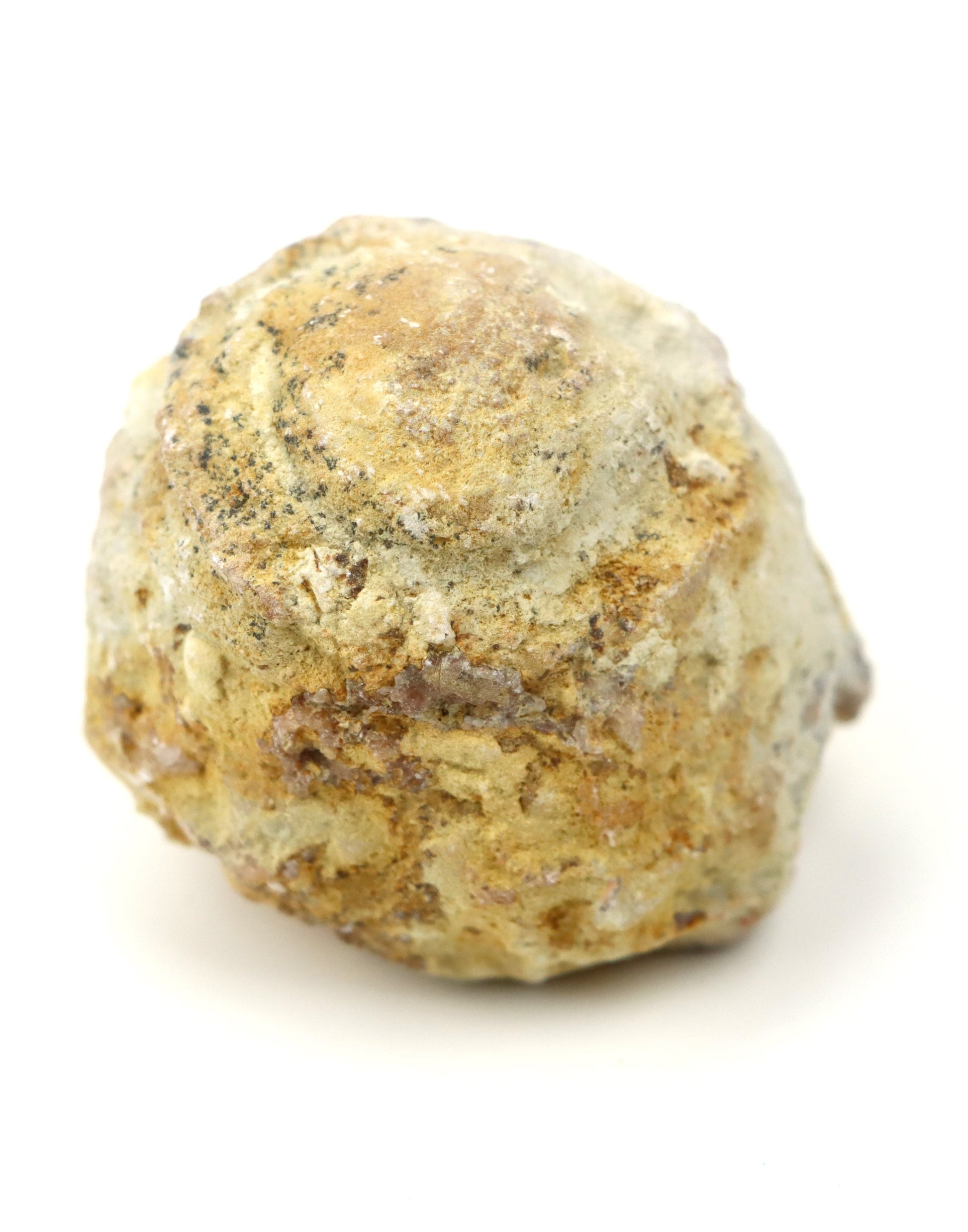 Olomučanský koblížek, r. 1946 - 1955 - Supreme Panthers