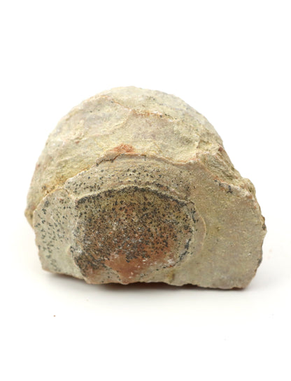 Olomučanský koblížek, r. 1946 - 1955 - Supreme Panthers