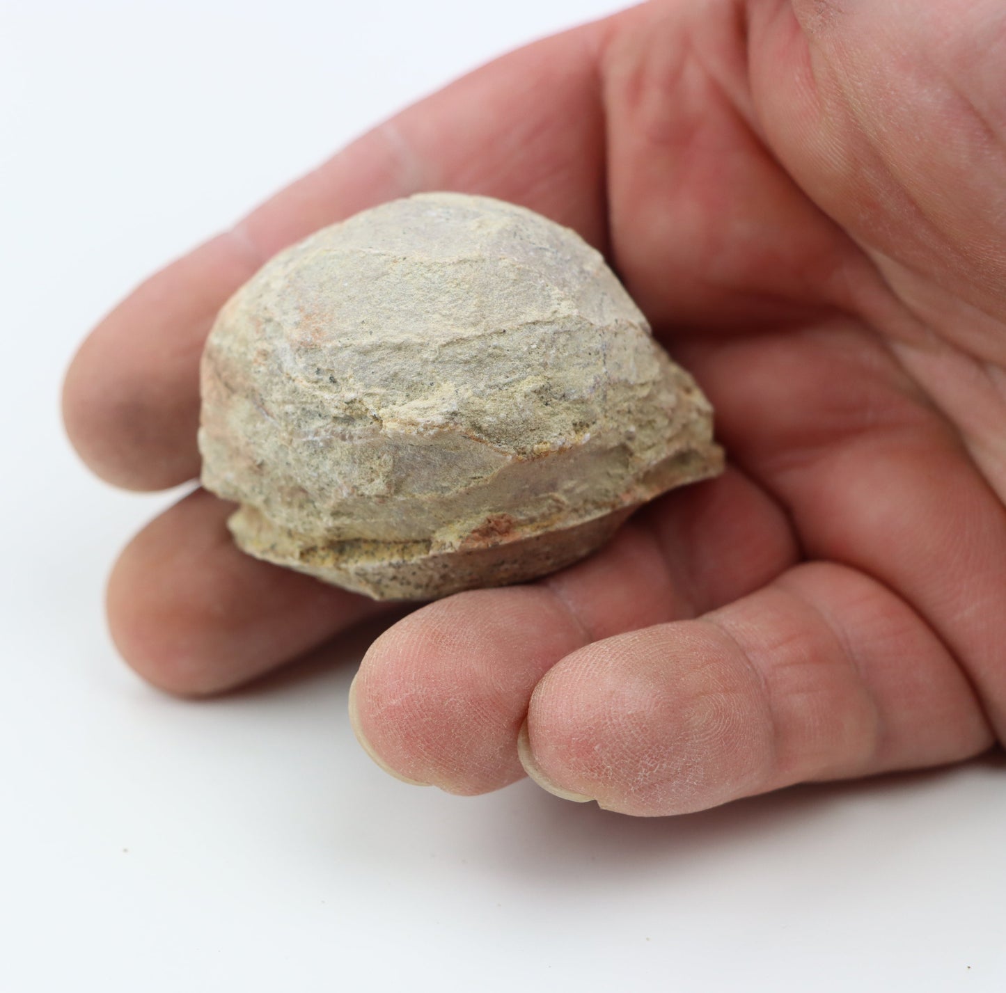 Olomučanský koblížek, r. 1946 - 1955 - Supreme Panthers