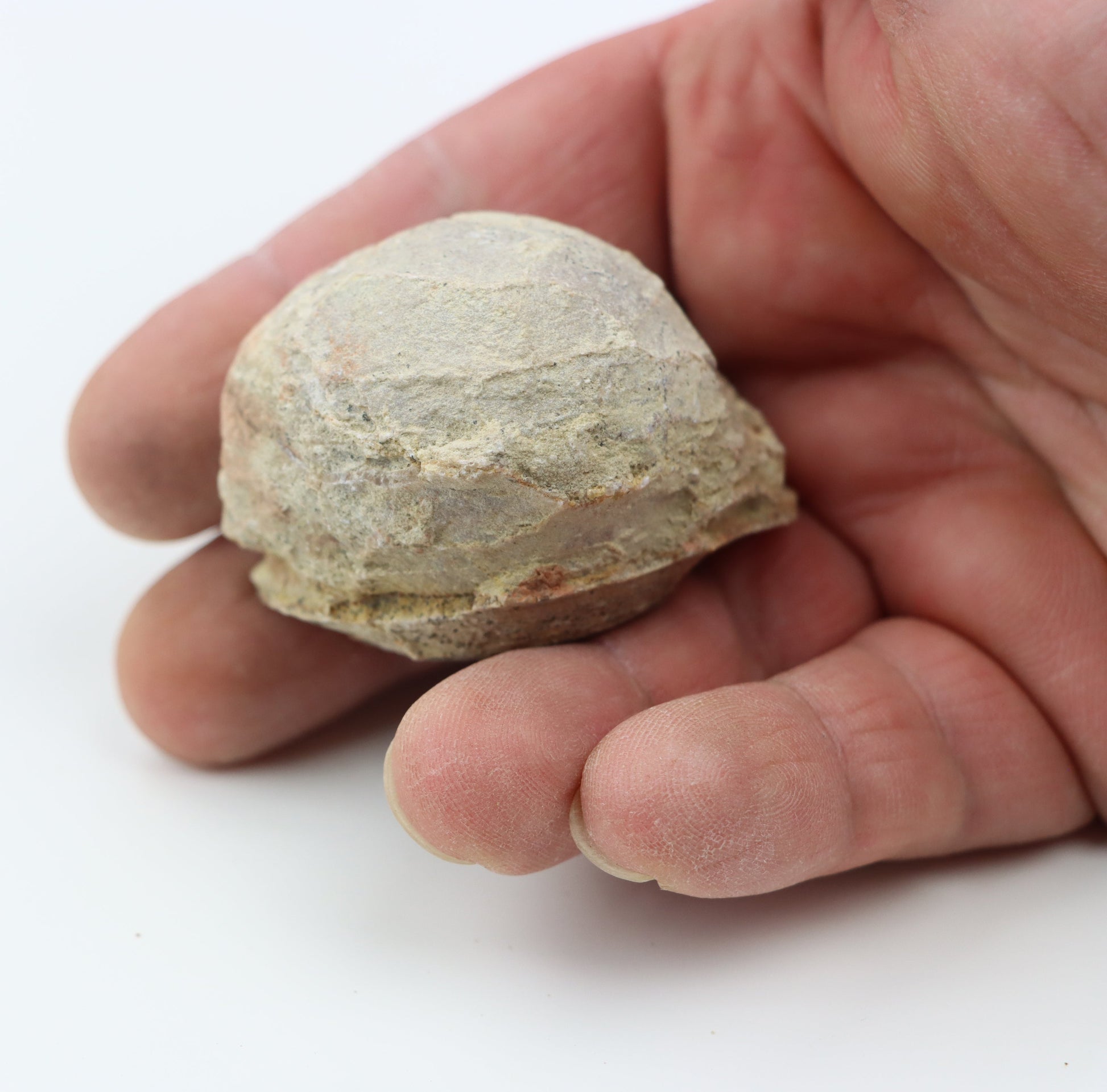 Olomučanský koblížek, r. 1946 - 1955 - Supreme Panthers