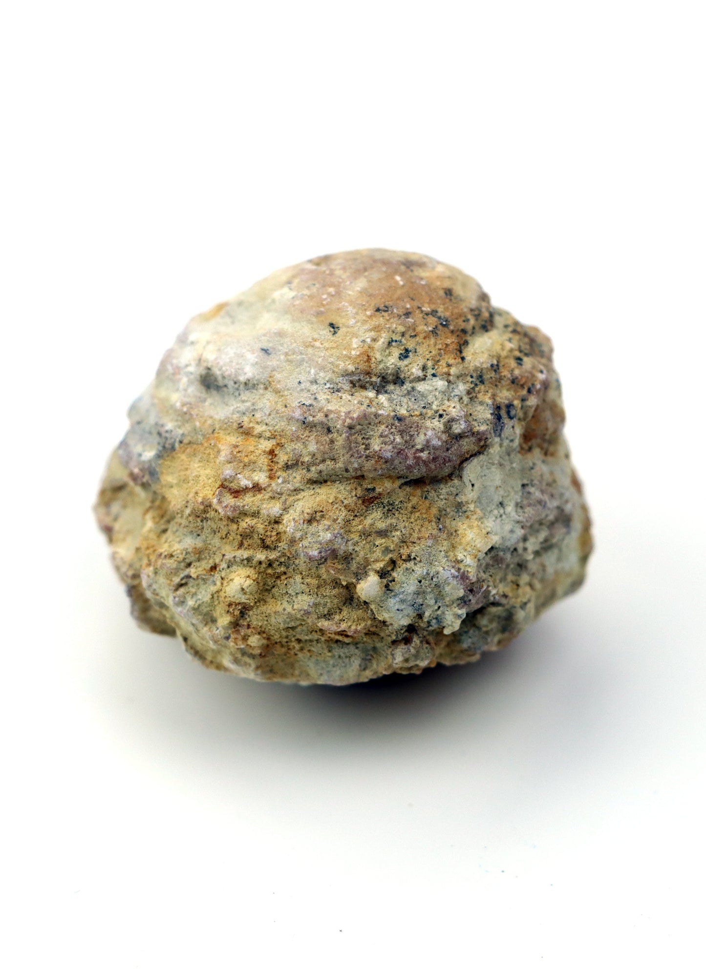 Olomučanský koblížek, r. 1946 - 1955 - Supreme Panthers