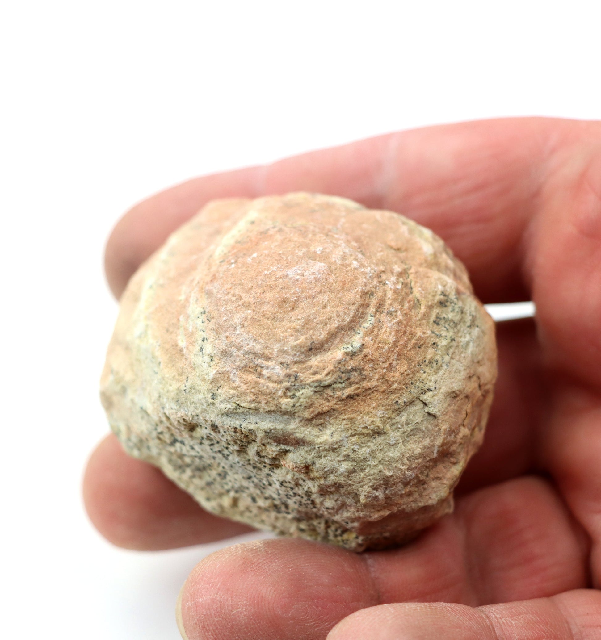 Olomučanský koblížek, r. 1946 - 1955 - Supreme Panthers