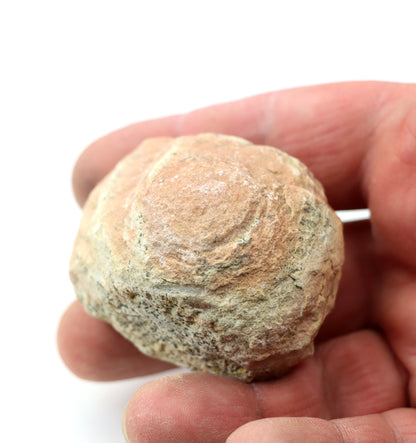 Olomučanský koblížek, r. 1946 - 1955 - Supreme Panthers